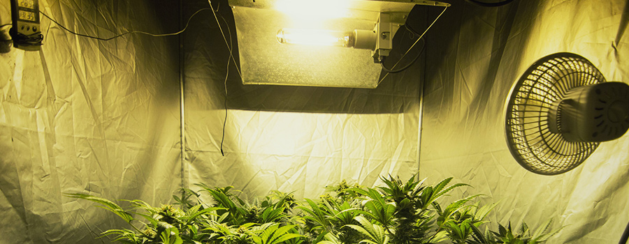 Innenanbau Cannabis Lichter Und Temperatur Innenanbau Cannabis Lichter Und Temperatur