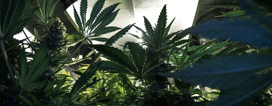 Licht für Cannabis