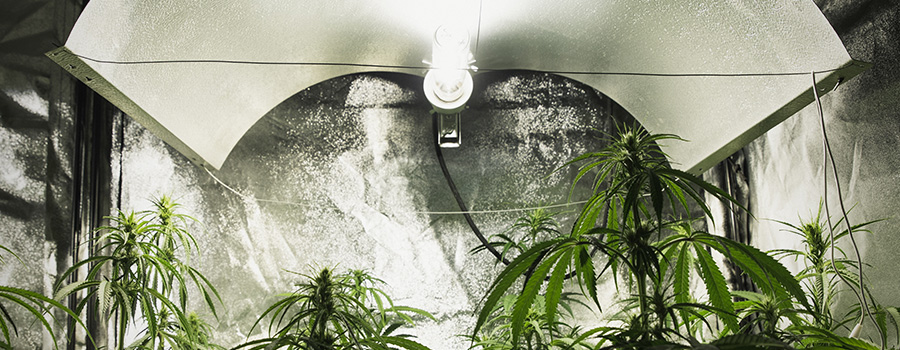 Lichtintensität Cannabis Lampen Lichtintensität Cannabis Lampen