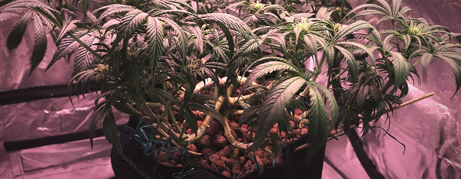 Trainingstechnik in Cannabis-Pflanze