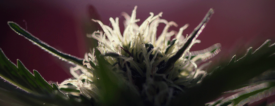 Makrofotografie Cannabispflanzen Anbau