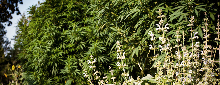Begleitpflanzen Cannabis