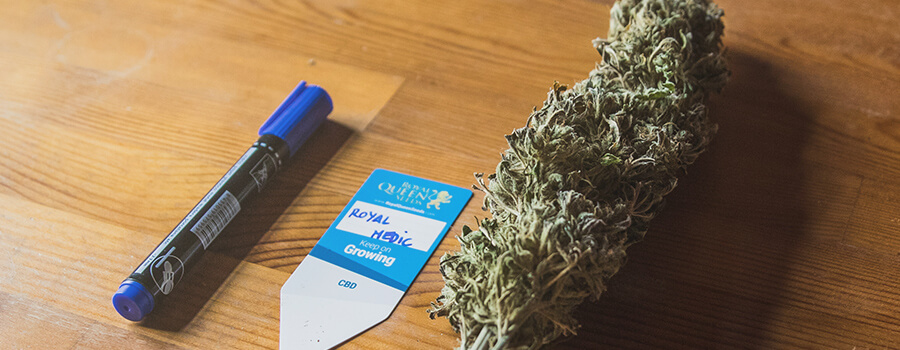 Medizinischer Cannabis Medizinischer Cannabis