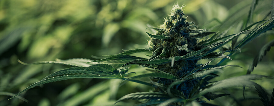 Royal Medic von Royal Queen Seeds Royal Medic von Royal Queen Seeds