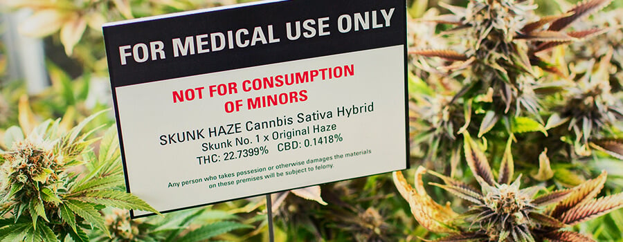 Cannabis-plantage Für Medizinisches Marihuana