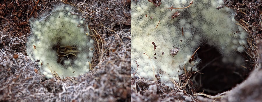Mykorrhiza Cannabis