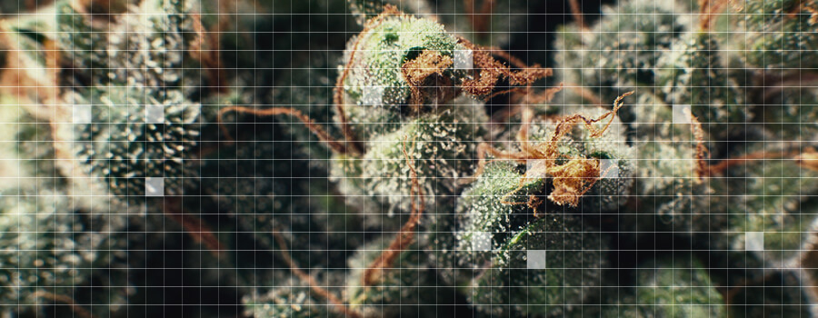 Mikrodosierung Cannabis