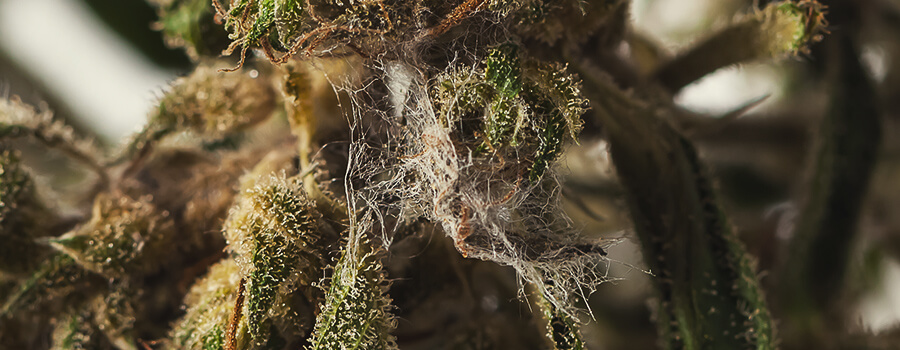 Schimmel in einer Cannabis-Knospe