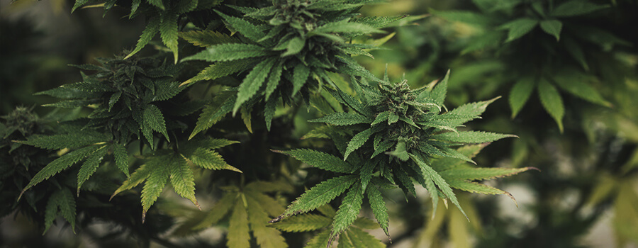 Cannabis-knospe Mit Gelben Blättern