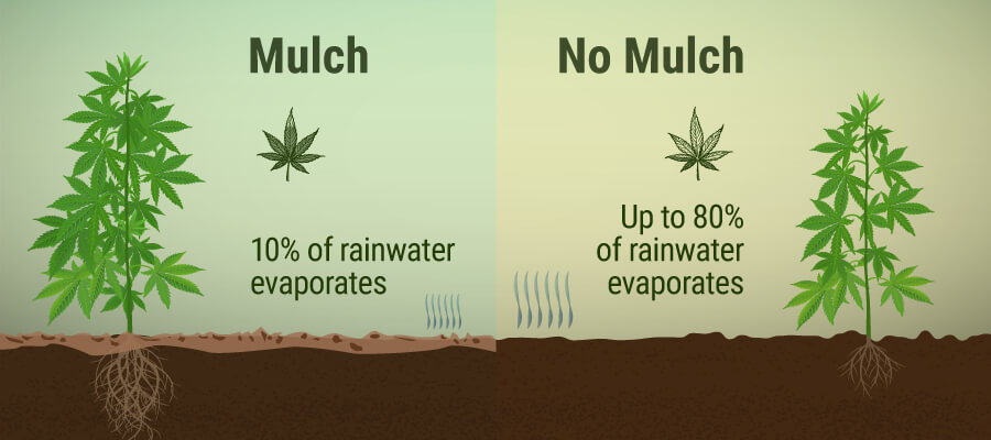 Was ist Mulch und wie können Deine Cannabispflanzen davon profitieren? Was ist Mulch und wie können Deine Cannabispflanzen davon profitieren?