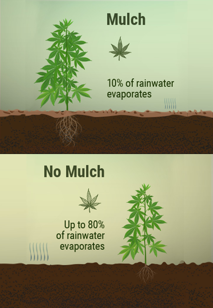 Was ist Mulch und wie können Deine Cannabispflanzen davon profitieren?