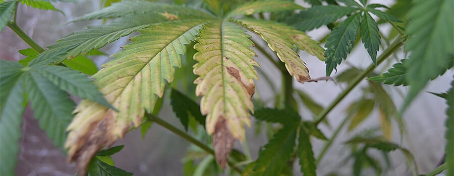 Symptoms of Plant Parasitic Nematodes