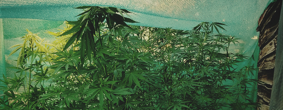 Netting Cannabis Gegen Schädlinge Netting Cannabis Gegen Schädlinge