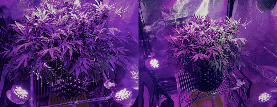 Seitenbeleuchtung Cannabis