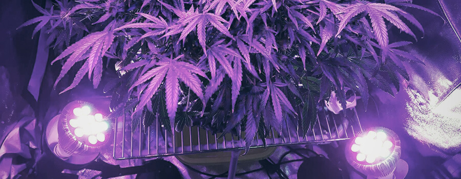 Trainingstechniken Cannabis Seitliche Beleuchtung