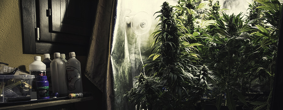 Verschiedene Nährstoffe für verschiedene Cannabis-Stämme Verschiedene Nährstoffe für verschiedene Cannabis-Stämme