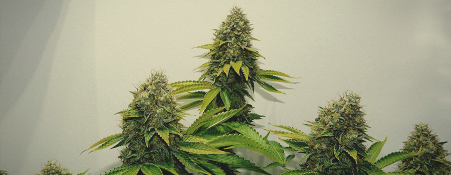 Og Kush Royal Queen Seeds Og Kush Royal Queen Seeds