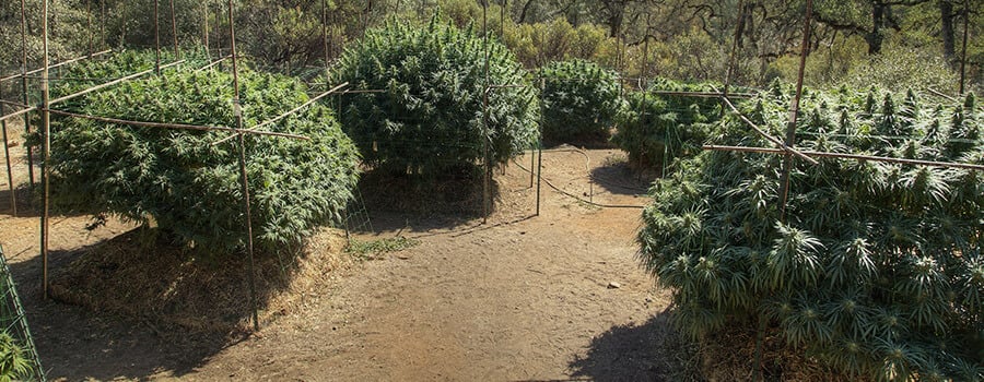 Wie man im Freien ein Rankgitter für Cannabis baut Wie man im Freien ein Rankgitter für Cannabis baut