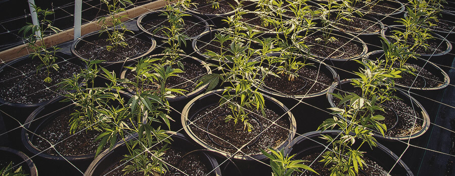 Cannabis Fertigation System im Freien