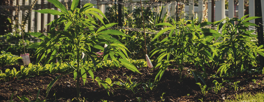 Die Vorteile der No-Till-Cannabis-Landwirtschaft