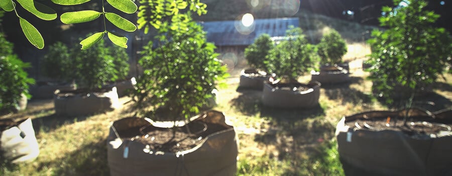 Passives Luftschneiden in Cannabis Pflanzen