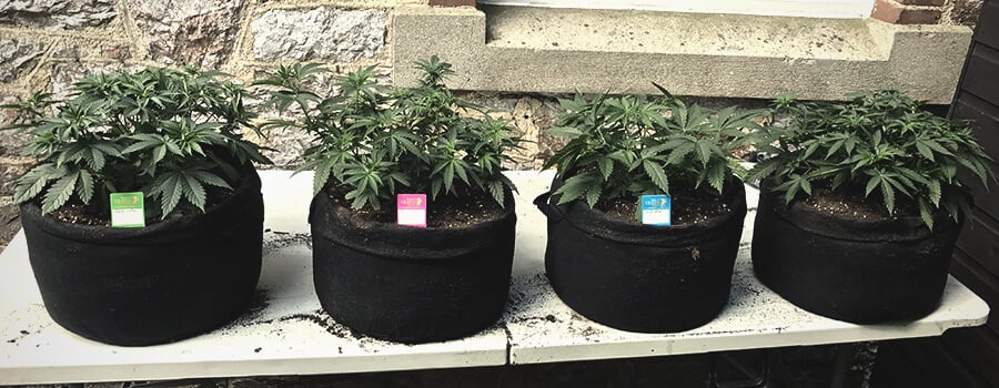 Smart Pot mit Griffen für den Anbau im Freien