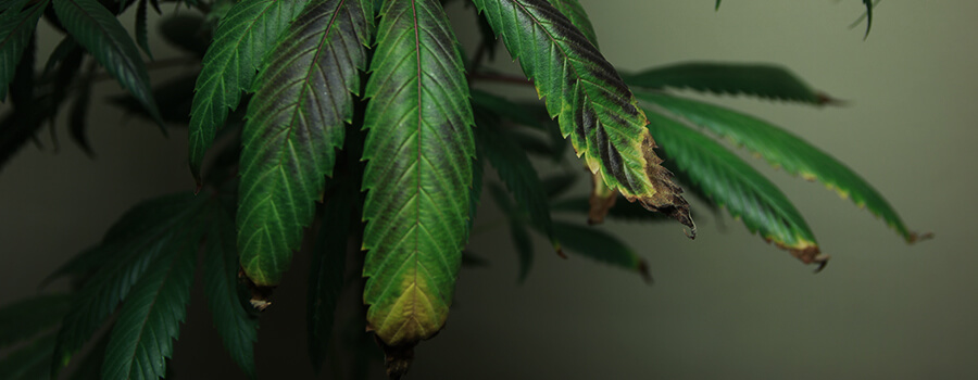 Überdüngung Cannabis Überdüngung Cannabis