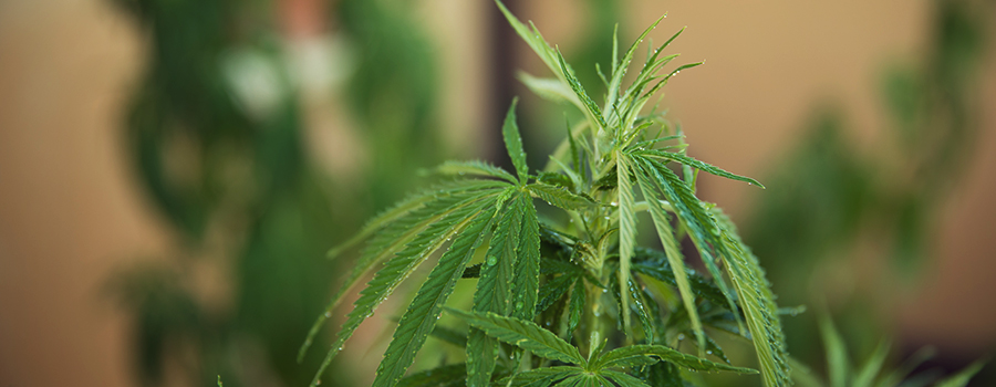 Bewässerungsausgabe Cannabis Pflanze Bewässerungsausgabe Cannabis Pflanze