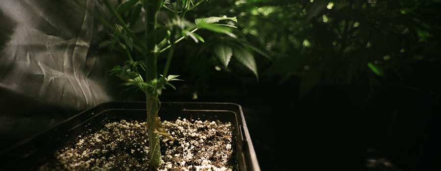 Ph Des Bodens Im Cannabisanbau Ph Des Bodens Im Cannabisanbau