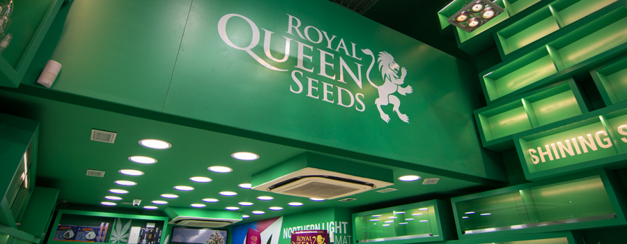 Royal Queen Seeds Geschäft Barcelona Pelai