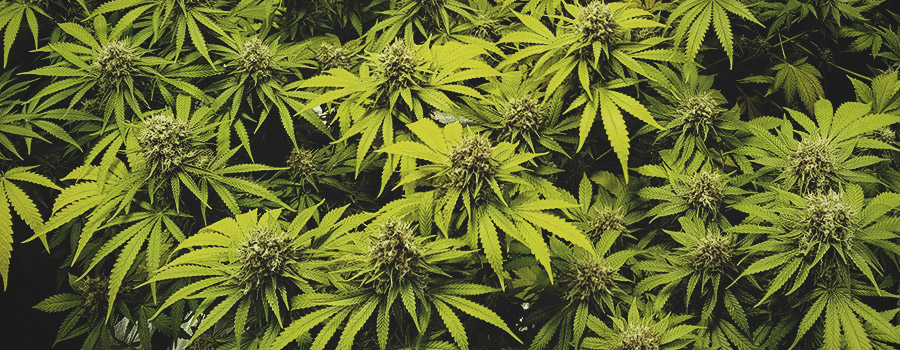 Pinneaple Kush Royal Queen Seeds Pinneaple Kush Royal Queen Seeds