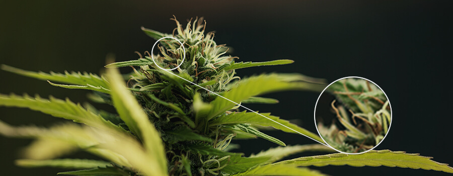 Pollen Cannabis Pflanzenpistils Pollen Cannabis Pflanzenpistils