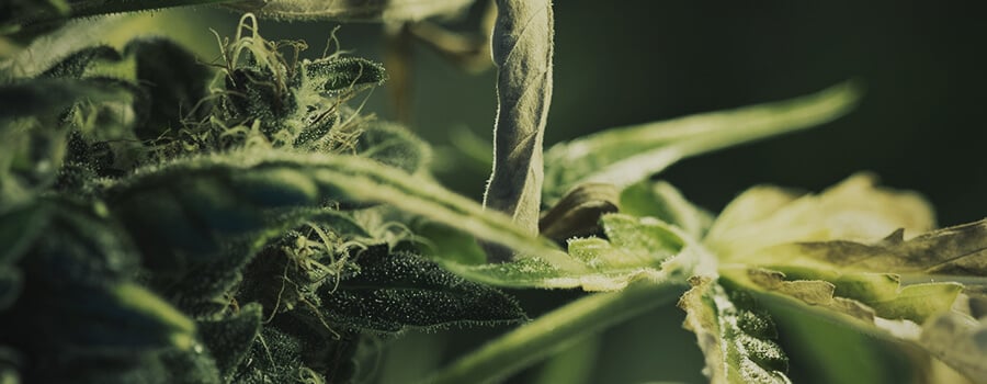 Stempel Und Trichome In Einer Cannabis-knospe