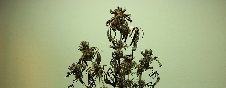 verbrannte Cannabispflanze