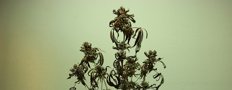 verbrannte Cannabispflanze verbrannte Cannabispflanze