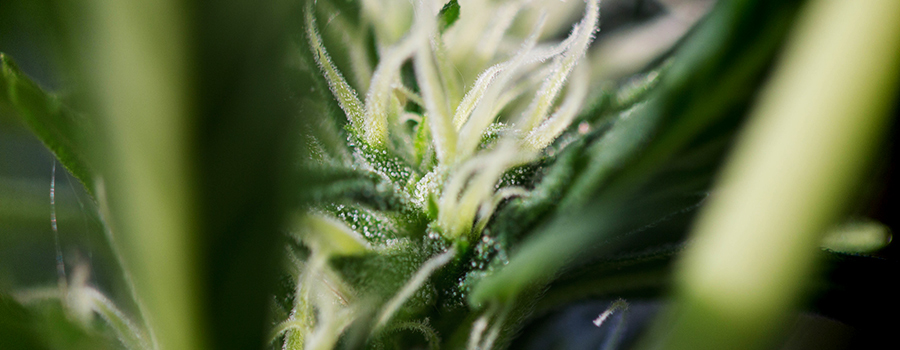 Cannabis-cannabinoide Und Terpene Für Diabetes Cannabis-cannabinoide Und Terpene Für Diabetes