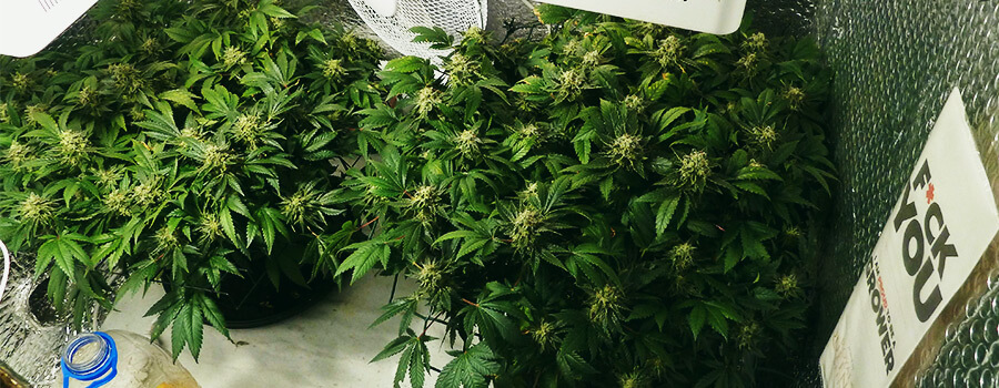 Wie Viele Cannabispflanzen Sollte Man Auf Einem Quadratmeter