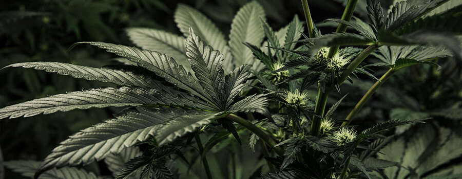 Cannabis Kryptowährungen Cannabis Kryptowährungen