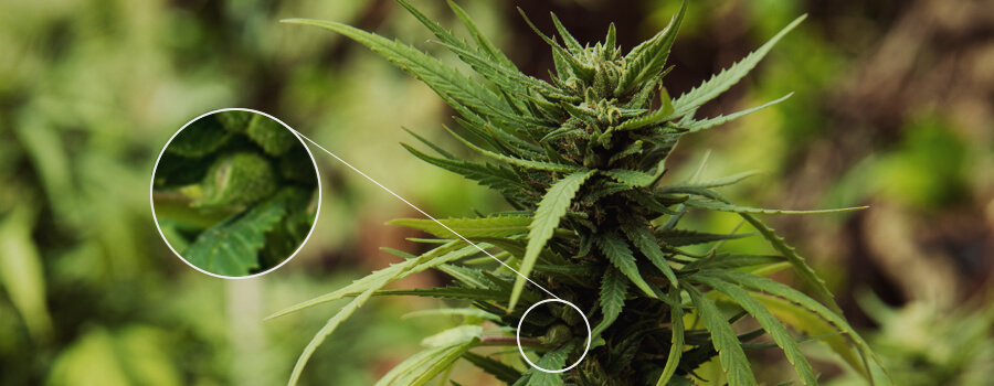 Bestäubte Cannabispflanze Bestäubte Cannabispflanze