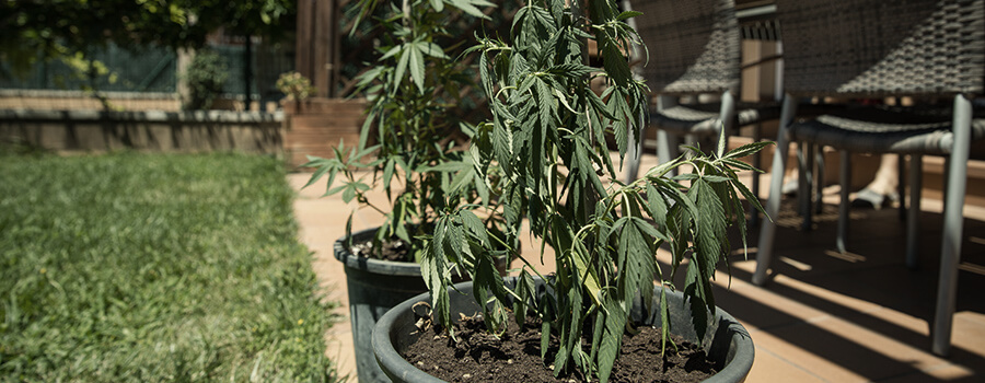 Hitzestress Cannabis Im Freien Hitzestress Cannabis Im Freien