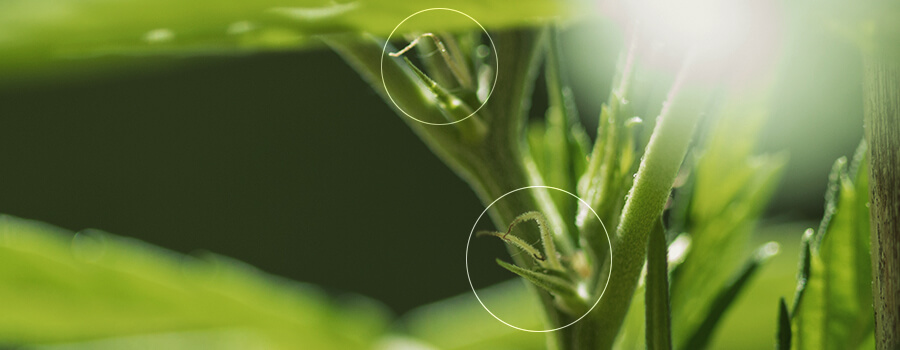 Stempel in einer vor der Blüte feminisierten Cannabispflanze Stempel in einer vor der Blüte feminisierten Cannabispflanze