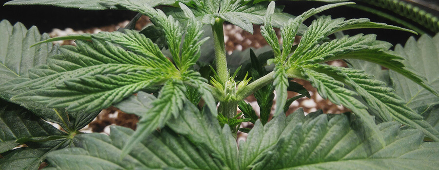 Hauptstamm Topping Fimming Planta Cannabis Hauptstamm Topping Fimming Planta Cannabis