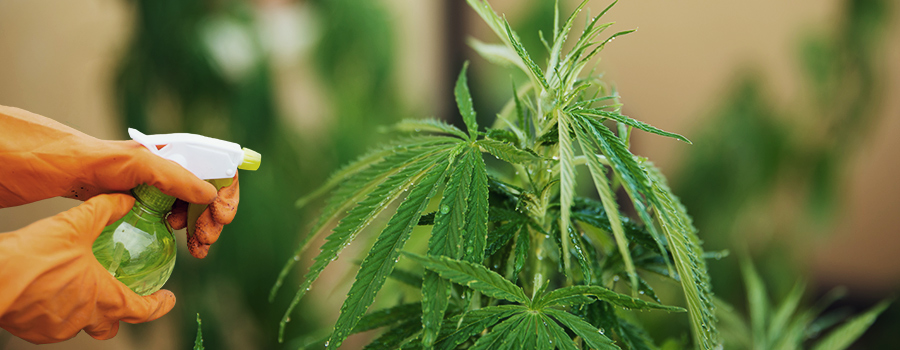 Blattsprüh-Cannabis Effektive Art der Ergänzung von Nährstoffen