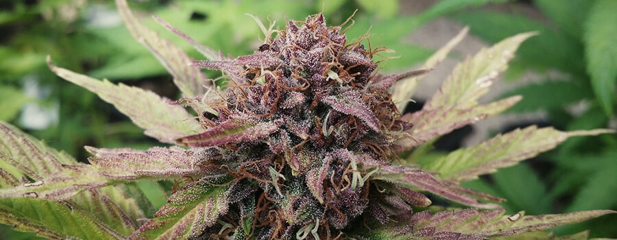 Lila Cannabispflanze