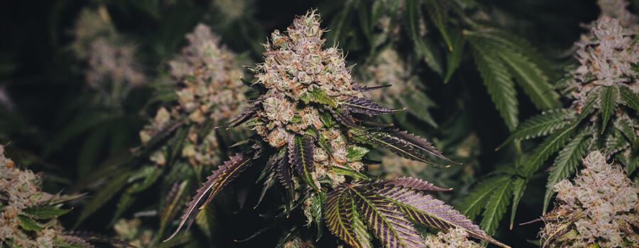 Lila Marihuana Lila Marihuana