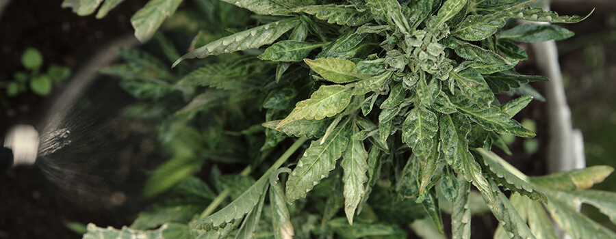 Bewässerung von Cannabis-Pflanzen mit Pestiziden