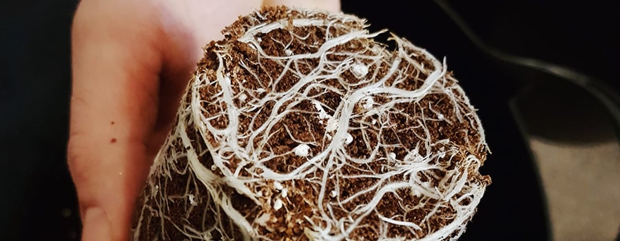 Wurzeln Cannabis Container Transplant