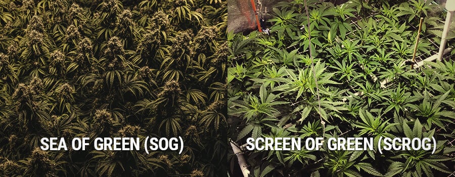 Sea of Green und Bildschirm von Green, SOG vs SCROG