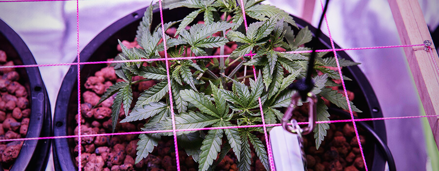 Scrog Kultivierte Cannabis-technik