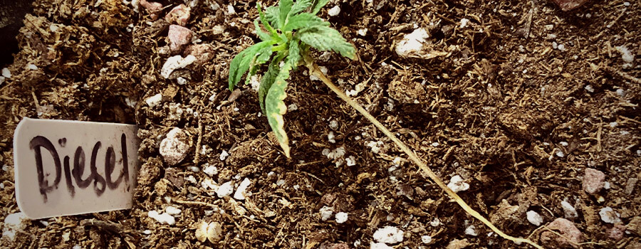 Fungal Wilt Cannabis Pflanze Abdämpfen